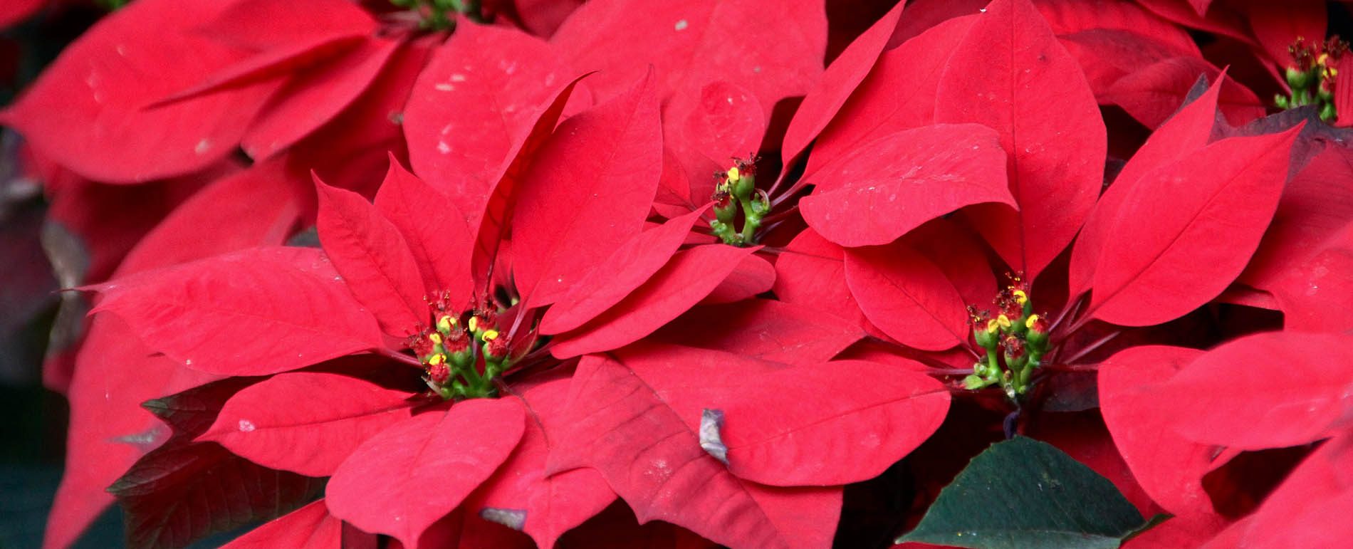 Stella Di Natale Ail.Stelle Di Natale Ail Campagna Di Solidarieta 2017 Per La Ricerca Medica