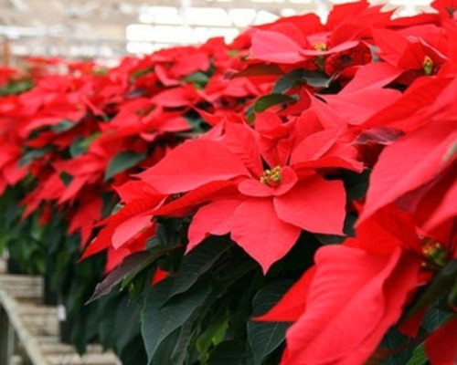 stelle di natale ail