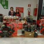 stelle di natale ail modena